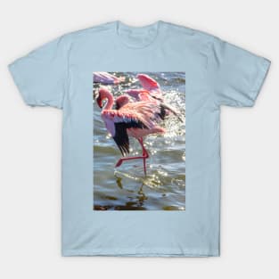 Namibia. Walvis Bay. Flamingos. T-Shirt